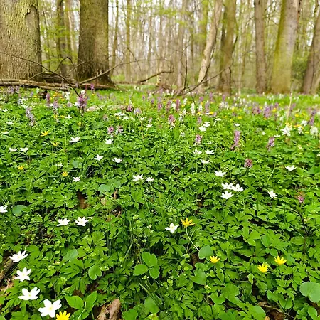 شقة U Bezedne Velky Osek